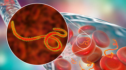 Wirus Ebola we krwi