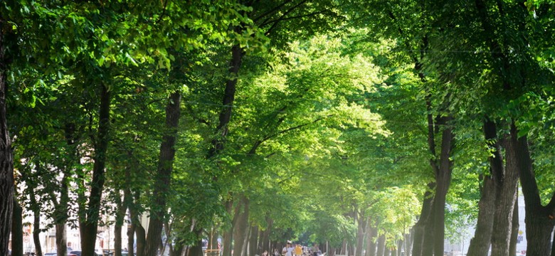 Gęsta zieleń = poczucie zagrożenia. Badanie wykazało ciekawe preferencje Polaków co do wyglądu miejskich parków