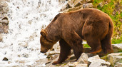 Dramat w Tatrach. Niedźwiedź zaatakował turystę