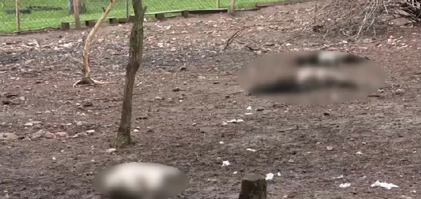 Psi lutalice podavili životinje u zoo igraonici u okolini Prokuplja