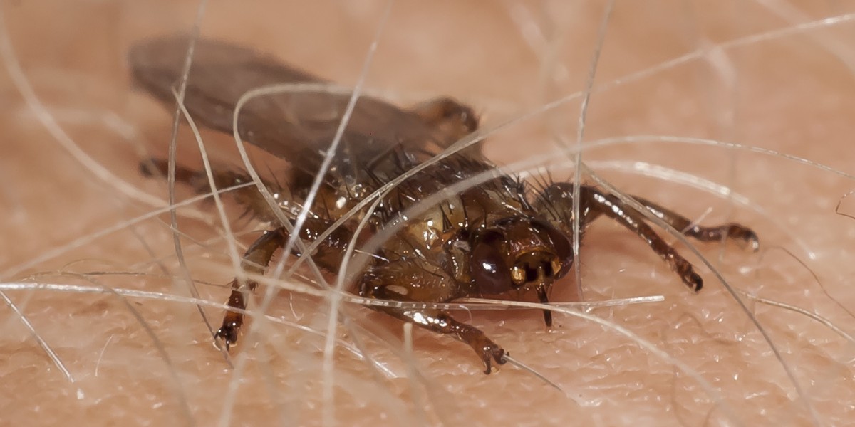 Strzyżaki atakują w lesie. Są niebezpieczne. Mogą zakazić człowieka boreliozą