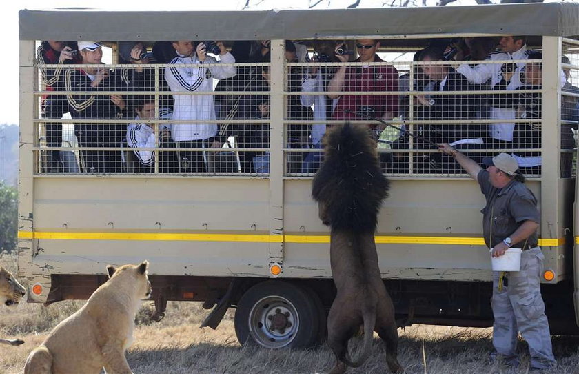 Piłkarze zabawiają się z lwami