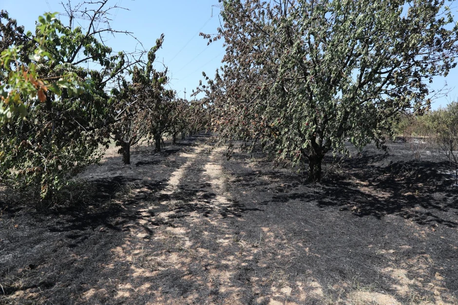 U požaru je stradao i voćnjak