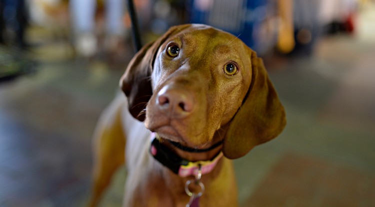 Vizsla