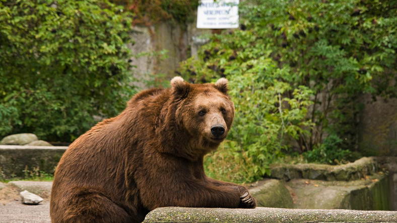 Niedźwiedzica Sabina z wybiegu w Parku Praskim przy Alei Solidarności w Warszawie