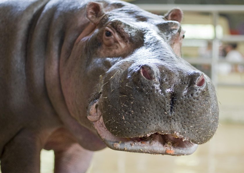 Chorzów. Brakuje hipopotamów w ogrodzie zoologicznym