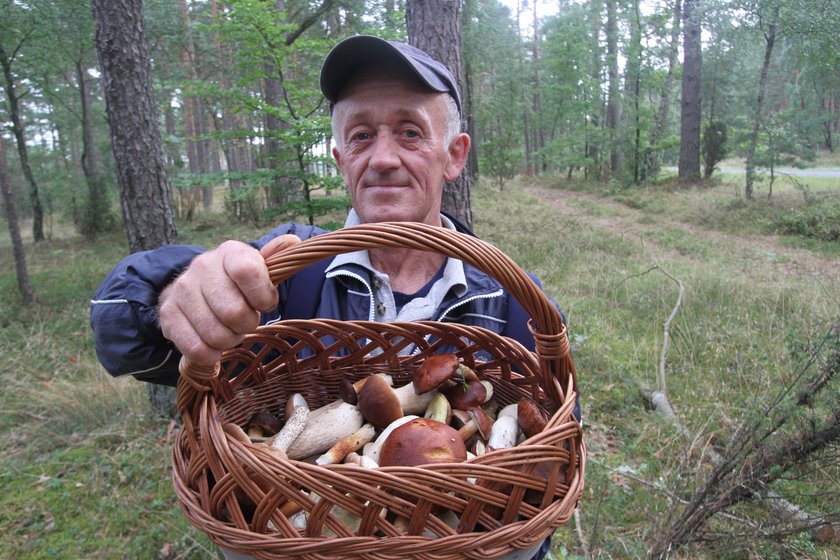 Po suszy mamy wysyp w lasach grzybów