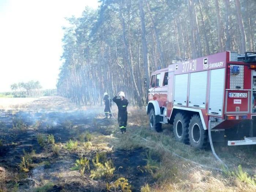 Ktoś podalił Puszczę Notecką