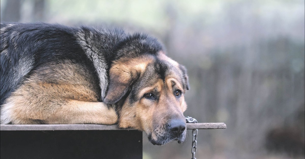 Ustawa łańcuchowa, czyli dlaczego prawa zwierząt znowu przegrały [opinia]