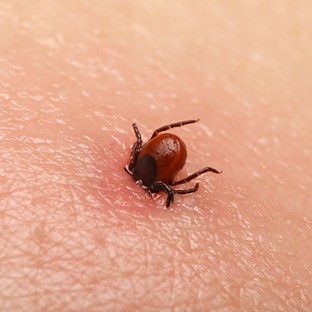 Már applikáción keresztül is be lehet jelenteni a Hyalomma kullancsokat