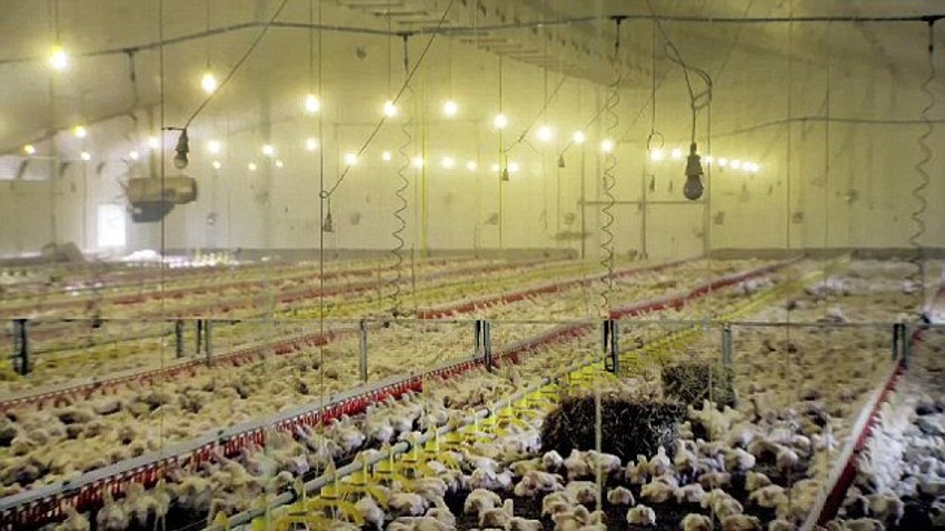 Desetine hiljade pilića živi u ogromnim halama samo 35 dana pre no što bivaju ugušeni gasom