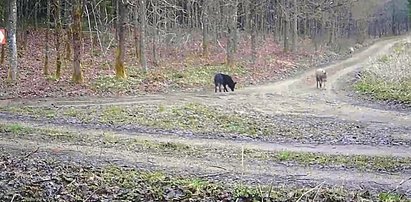 Nagrali watahę wilków w lesie. Takiego widoku nikt się nie spodziewał. Lasy Państwowe piszą o "anomalii"