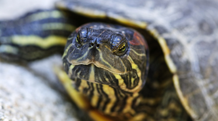 Összefirkáltak két teknőst /Fotó: Northfoto
