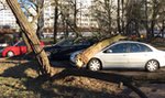 Gałąź zniszczyła ci auto? Sprawdź, kto za to zapłaci