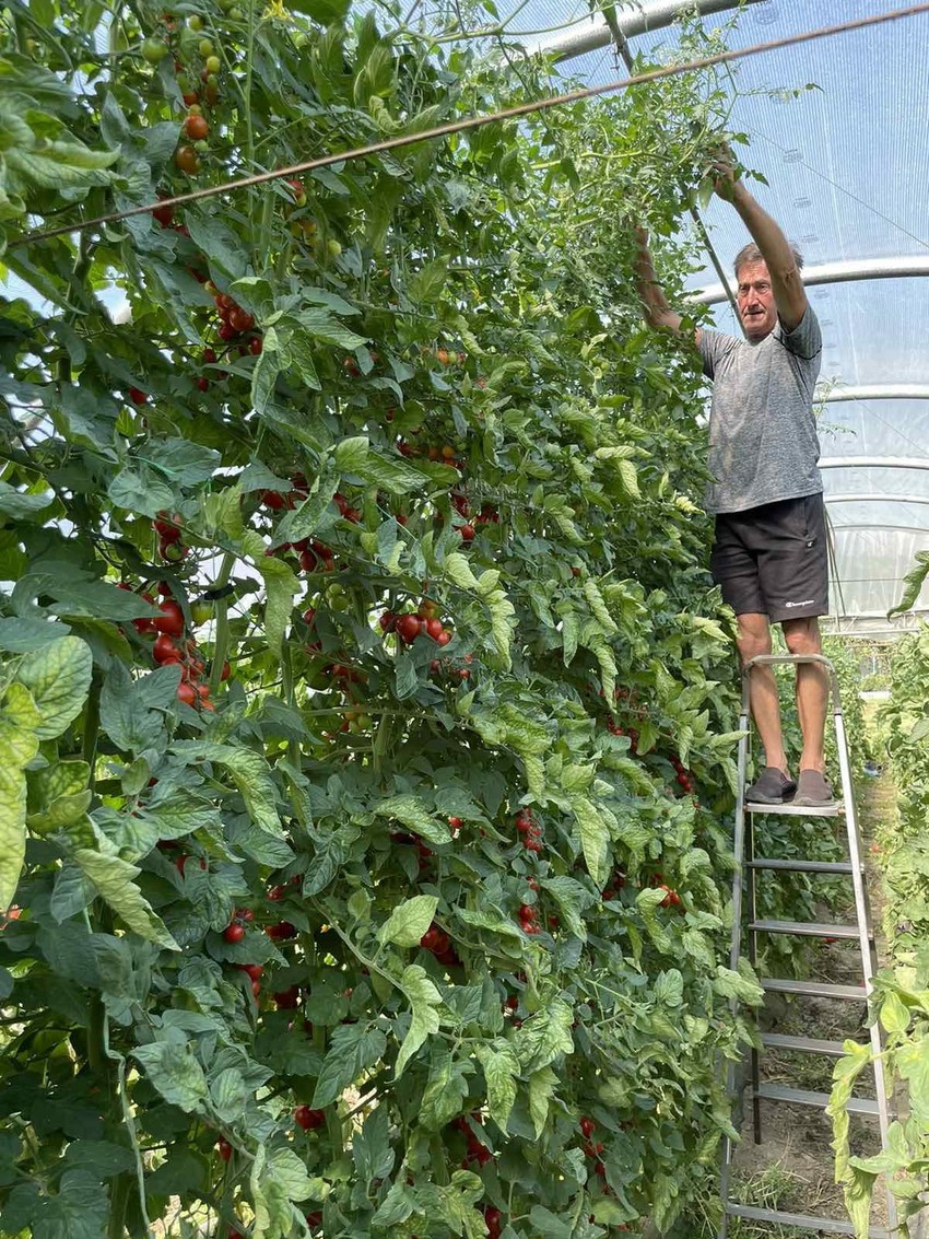 Džinovski čeri paradajz