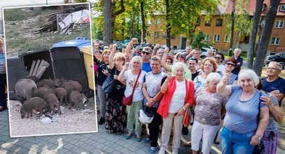 Wataha dzików terroryzuje osadę. Nie reagują na nic. Polują na kury i gęsi!