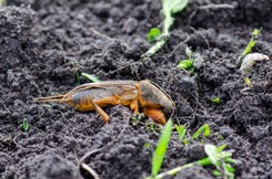 Największy owad w Polsce niszczy twój ogród? Pozbądź się go w prosty sposób