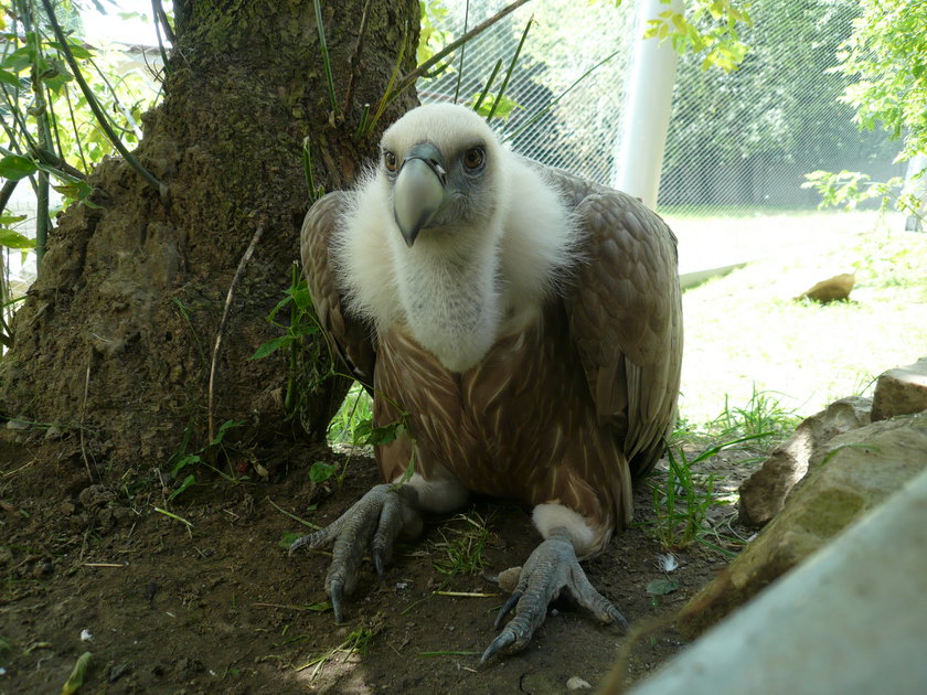 Nowy wybieg dla sępów w łódzkim zoo 