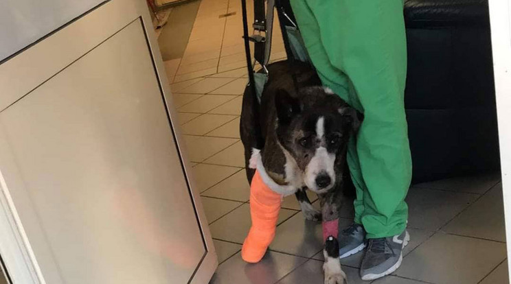 Súlyosan megsérült a megtámadott kutya, a kezelés százezreket emészt fel / Fotó: Olvasónk