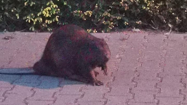 Policjanci z Gniezna eskortowali bobra