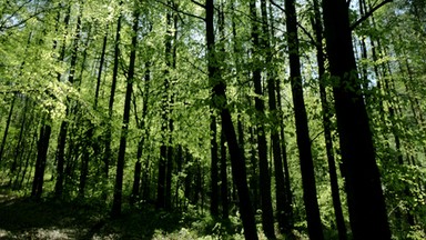 Naukowcy i leśnicy o ochronie żubra w płn-wsch. Polsce