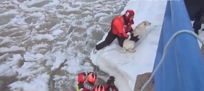 Nakon izvlačenja iz ledene vode, labrador je zalajao od sreće