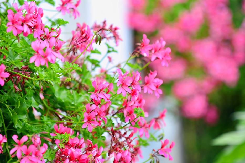 Így gondozd a muskátlidat, hogy rengeteg virágot hozzon Fotó: Northfoto