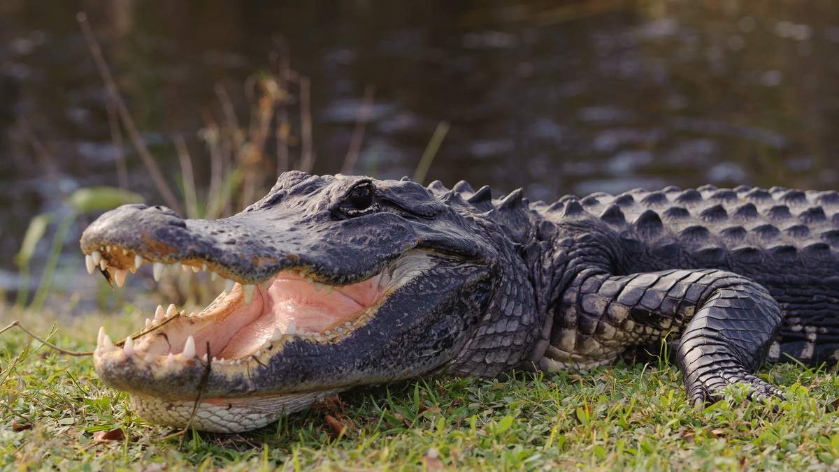 Floryda: kanały chłodnicze elektrowni atomowej stały się rajem dla krokodyli