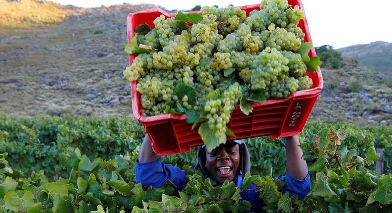 A worker harvests grapes at the La Motte wine farm in Franschoek near Cape Town, South Africa in this picture taken January 29, 2016. 