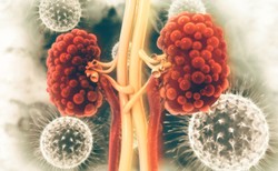 Można odbudować zniszczone nerki? Naukowcy pochwalili się wynikami eksperymentu