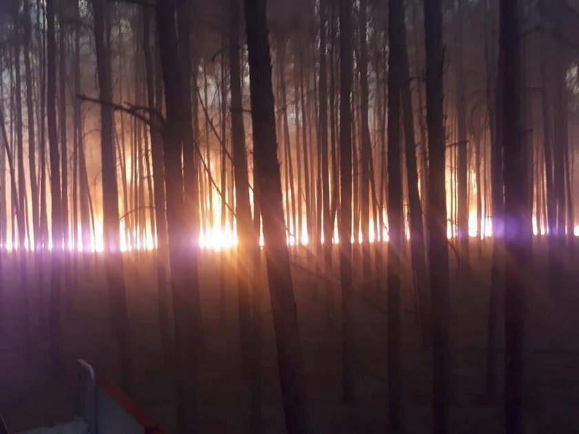 A forest fire is seen in Treuenbrietzen