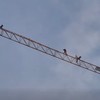 Rizičan poduhvat, popeli se na dizalicu