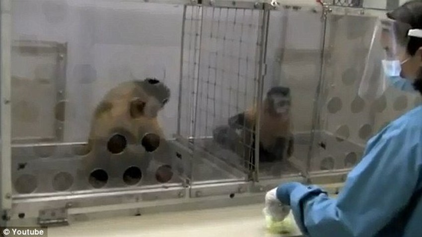 Levi kapucin je za uspešno obavljeni zadatak nagrađen krastavcem...