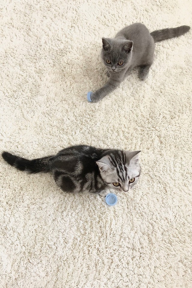 Illés Fanni: Életem két cicussal