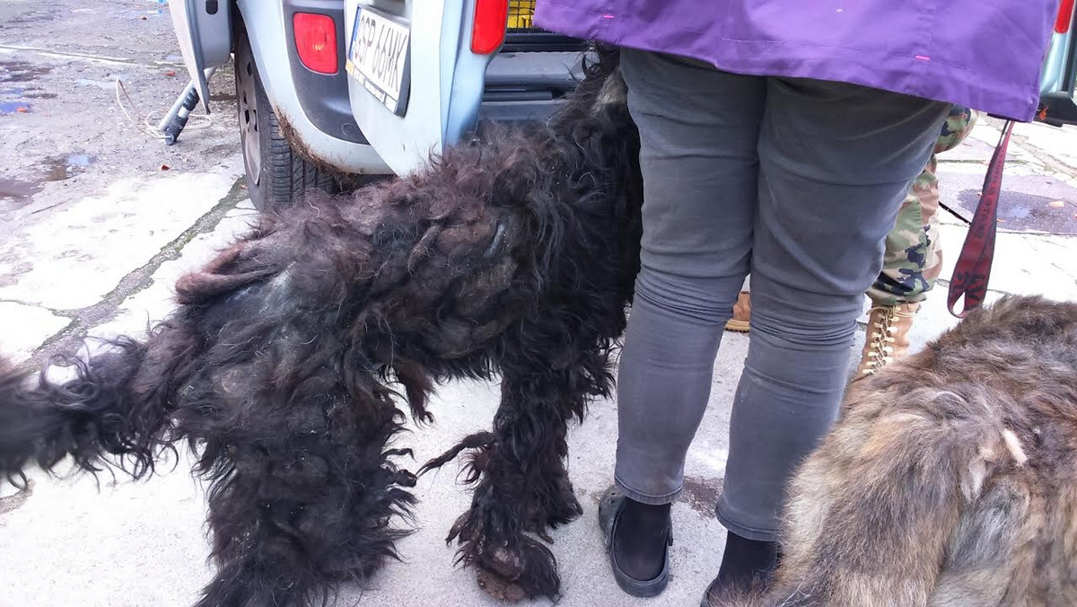 Na jednej z posesji w Sopocie strażnicy miejscy znaleźli dwa psy, które były w stanie krytycznym. Zwierzęta umierały z głodu.