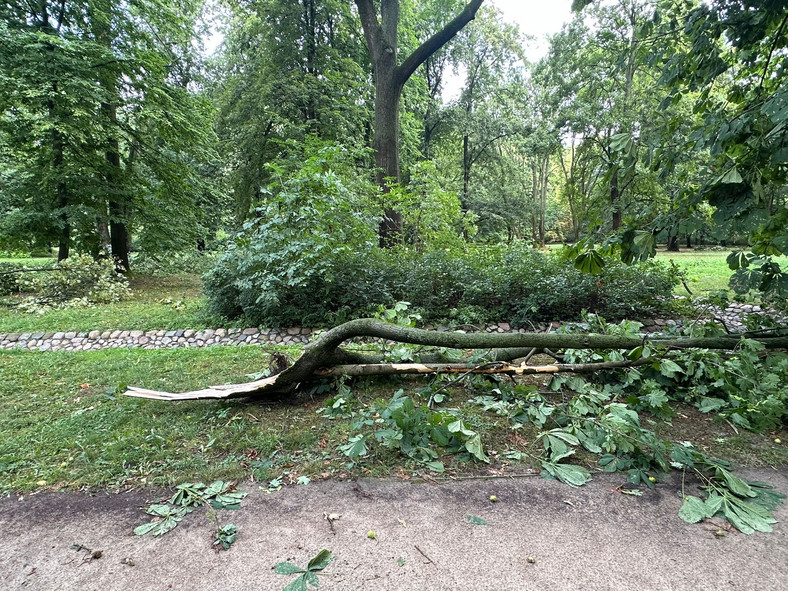 Szkody wyrządzone przez nawałnice w Łazienkach Królewskich w Warszawie.