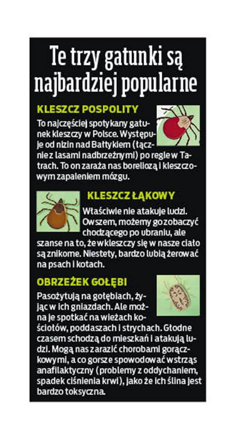 W Polsce żyje 19 gatunków kleszczy, ale to te trzy są najbardziej popularne