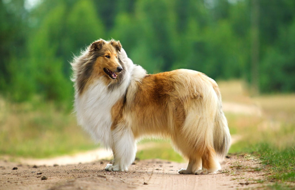 3. Owczarek szkocki (collie)