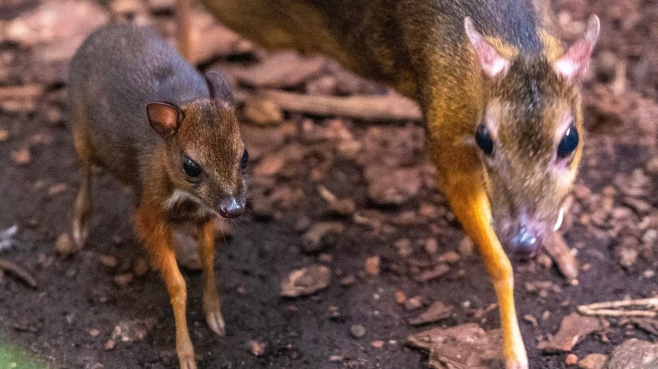 Myszojeleń w łódzkim zoo