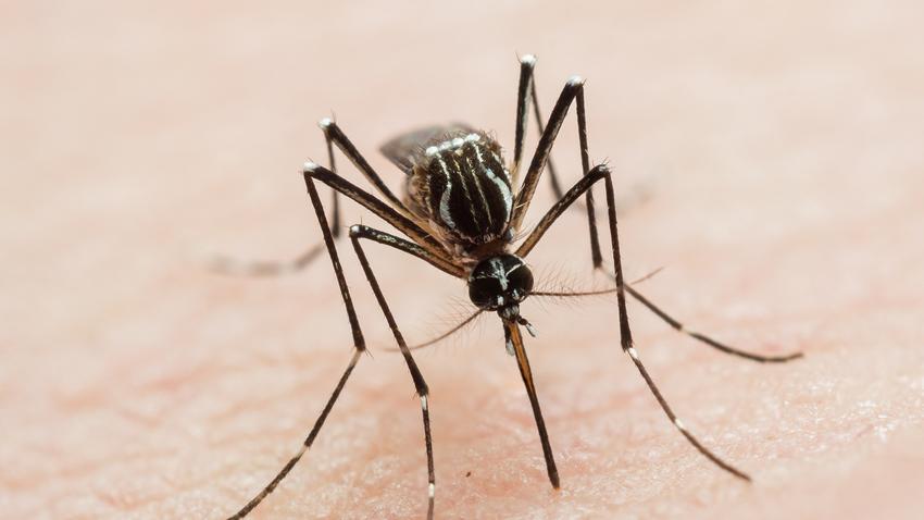 Egyre nagyobb veszélyt jelentenek a szúnyogok a klímaváltozás miatt