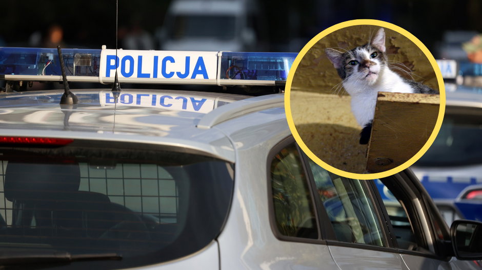 Radiowóz policji i kot (zdj. ilustracyjne)