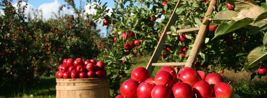 Stawki w branży gastronomicznej, hotelarskiej i rolniczej są do siebie zbliżone. Wykonując te prace w Polsce możemy zarobić średnio 27 zł brutto na godzinę. W Niemczech możemy liczyć na 13-14 euro brutto, czyli około 60 zł.