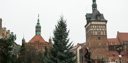 Choinka zdobi Targ Węglowy