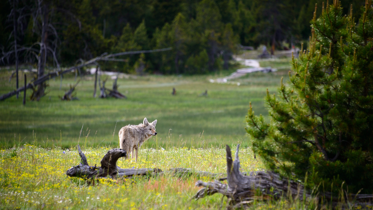 USA: Wilki wróciły do ​​amerykańskich parków narodowych