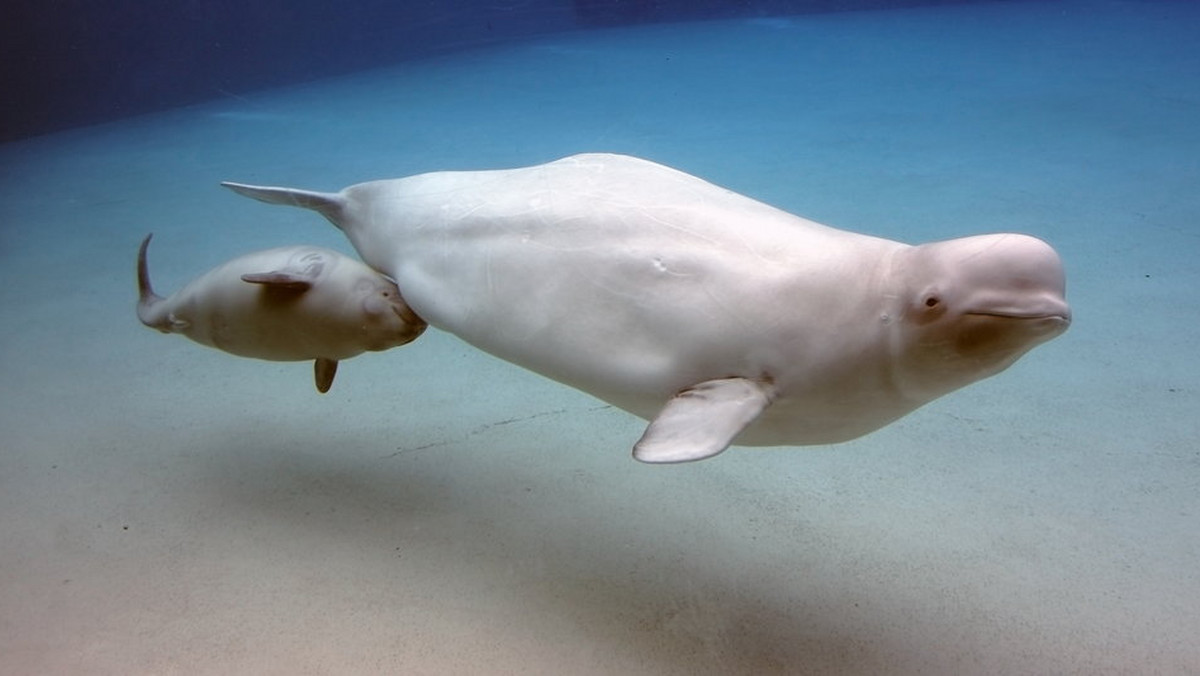 Georgia Aquarium zlokalizowane w miejscowości Atlanta w stanie Georgia doczekało się nowego mieszkańca, który przyszedł na świat 10 maja o godzinie 01:25. Wieloryb białucha– Maris, urodziła w swoim zbiorniku zdrowego potomka.