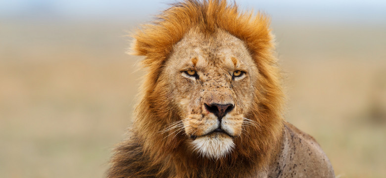 Rzeź tysięcy lwów hodowanych dla rozrywki myśliwych i w celach medycznych