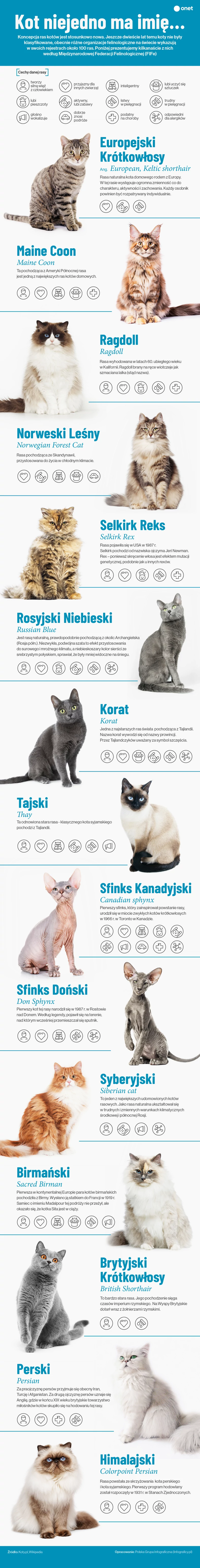 Rasy kotów [INFOGRAFIKA]