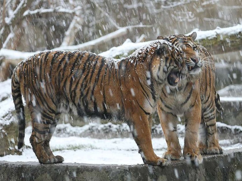 Warszawa, zoo, tygrys, śnieg