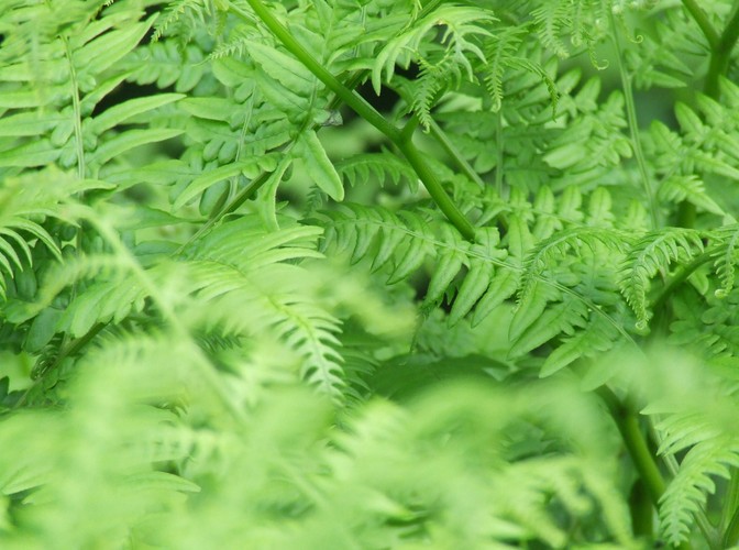 Uroki Puszczy Białowieskiej © www.tydecydujesz.orgFot. Jacek Winiarski