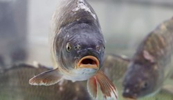 Żywego karpia coraz trudniej kupić. Gdzie szukać ryby "prosto z wody"?